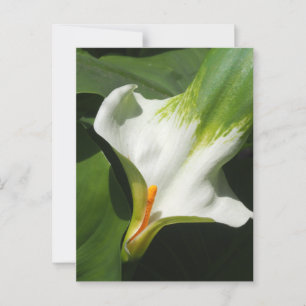 Carte Postale Calla Lily, Zantedeschia