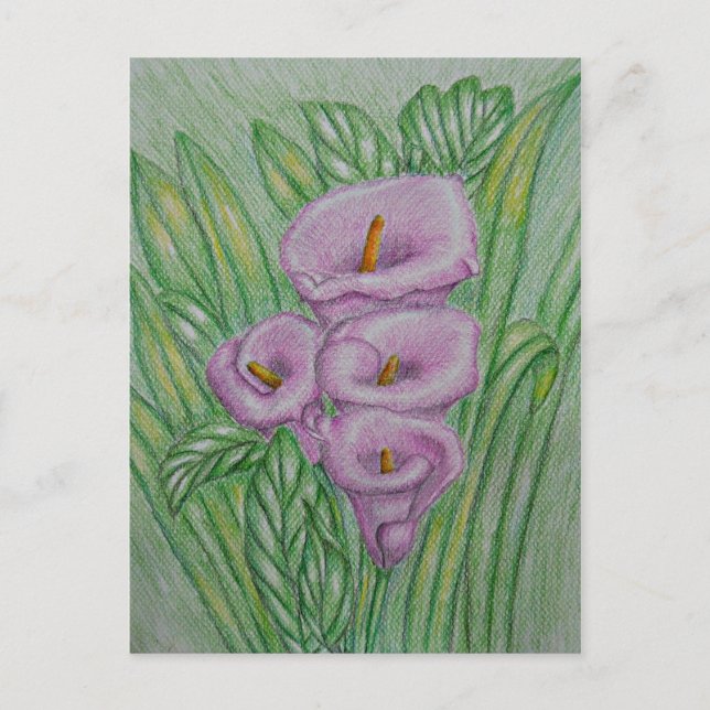 Carte Postale Calla Lys (Devant)