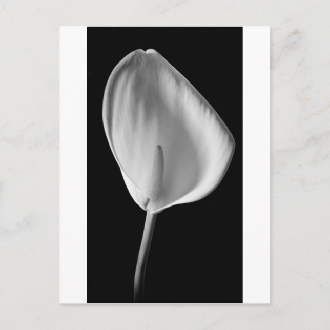 Carte Postale Calla n°2 (Devant)