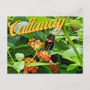 Carte postale Callaway Garden Button Flower Georgi