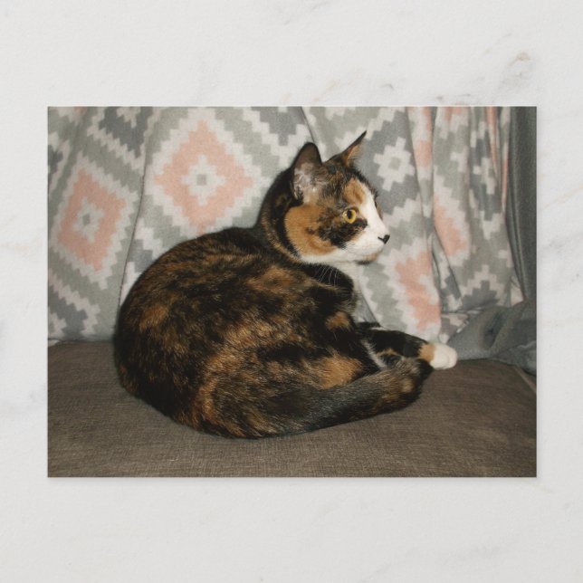 Carte Postale Callie Cat sur Sofa (Devant)