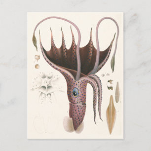 Carte Postale Calmar Parasol, Animaux Marins Vintage
