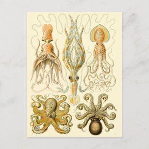 Carte Postale Calmar vintage/poulpe