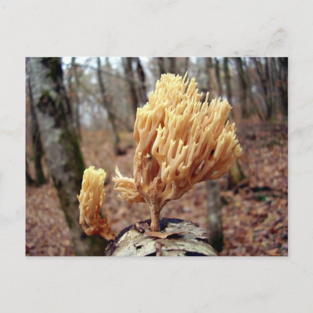 Carte postale Calocera viscosa (Devant)