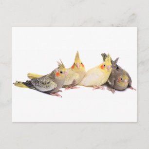 Carte Postale Calopsittes
