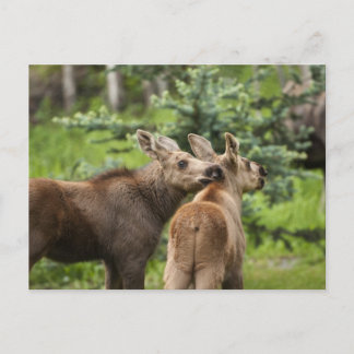 Carte Postale Calves d'orignal