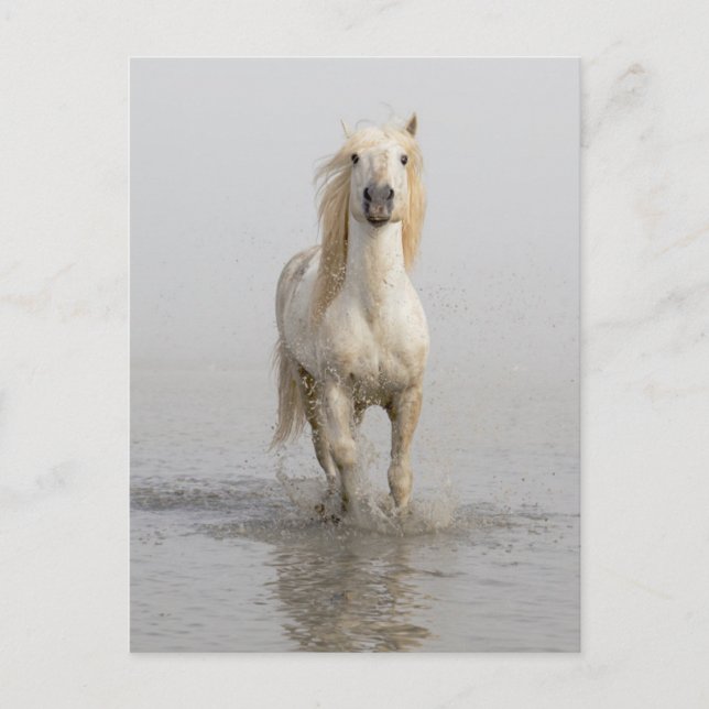 Carte Postale Camargue Cheval Courir dans l'eau (Devant)