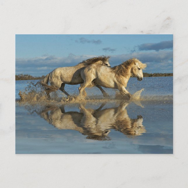 Carte Postale Camargue, Chevaux et réflexion, Sud de la France (Devant)