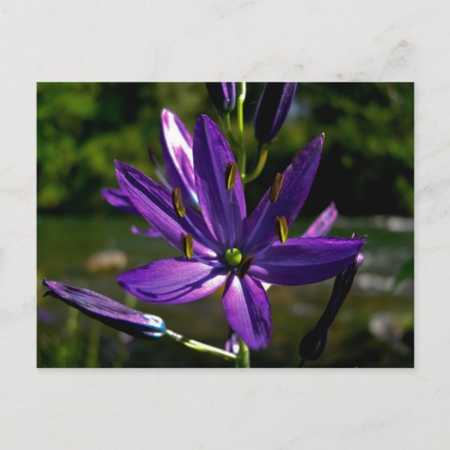 Carte Postale Camas commun 01 (Devant)