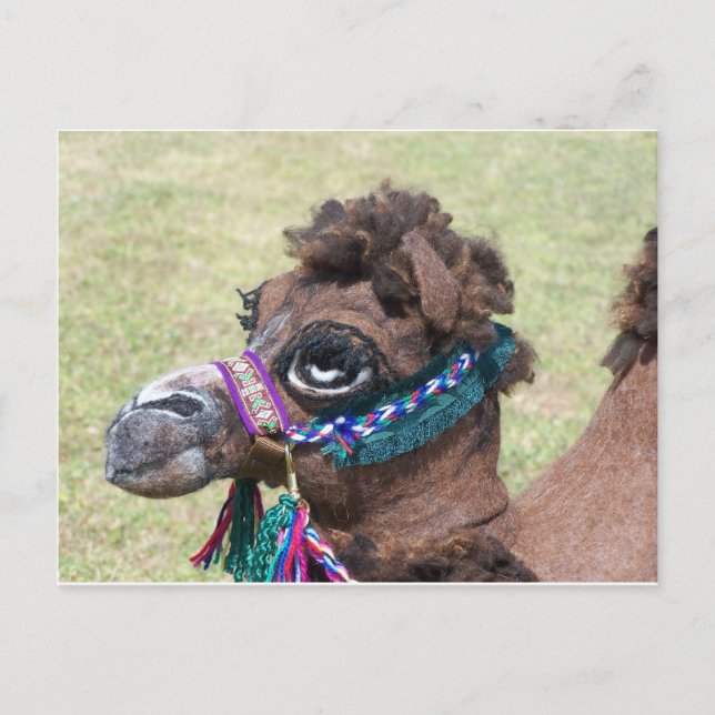 Carte Postale Camel (Devant)
