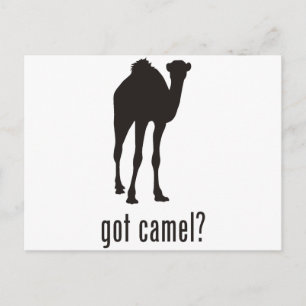 Carte Postale Camel