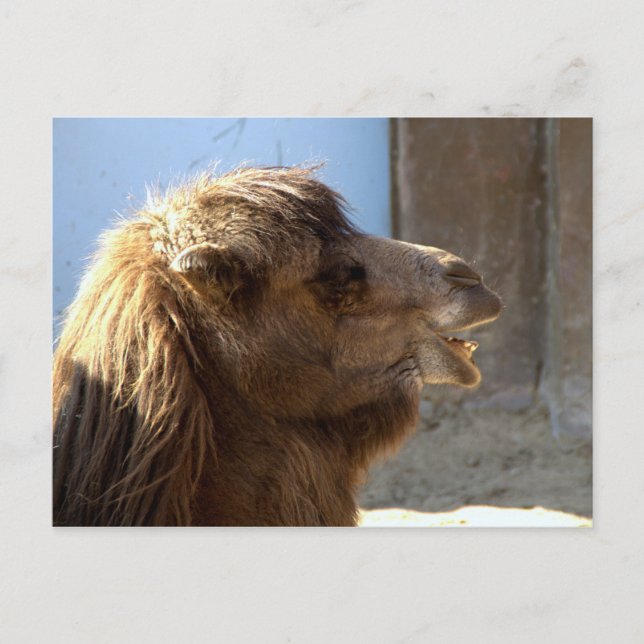 Carte Postale Camel (Devant)