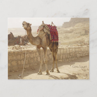 Carte Postale Camel à Giza Egypte