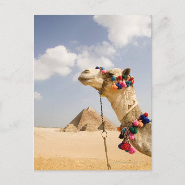 Carte Postale Camel avec Pyramides Gizeh, Egypte (Devant)