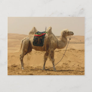 Carte Postale Camel Bactrial Mongolie