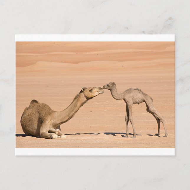 Carte Postale Camel bébé et sa mère (Devant)