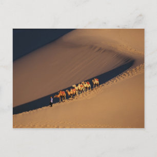 Carte Postale Camel caravan on the desert, Dunhuang, Gansu