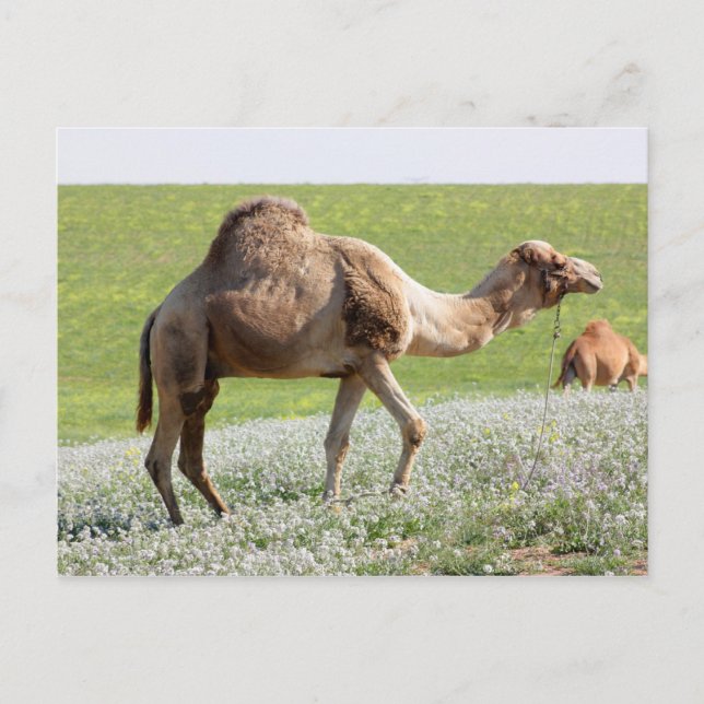 Carte Postale Camel dans un champ vert fleuri (Devant)