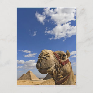 Carte Postale Camel devant les pyramides de Gizeh, Egypte,