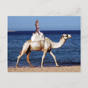 Carte Postale Camel équitation sur la plage