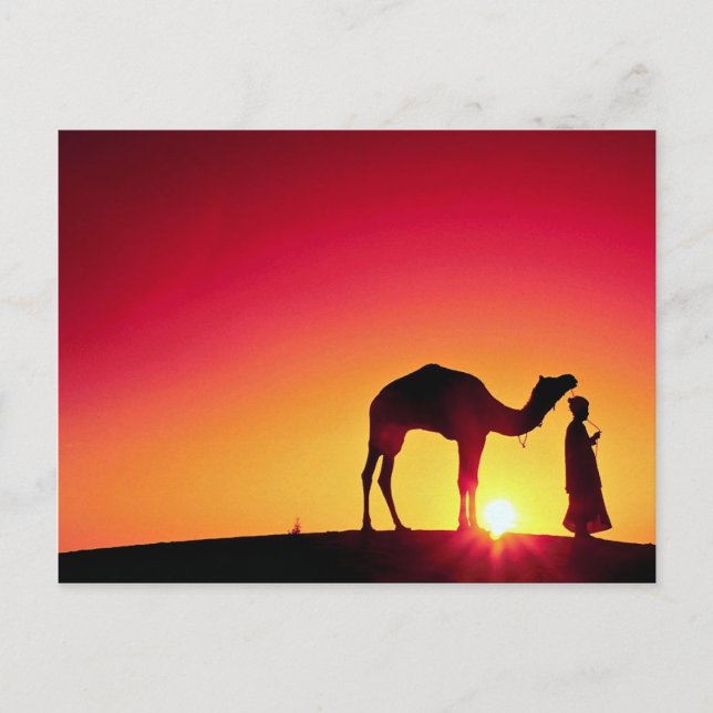 Carte Postale Camel et conducteur au coucher du soleil, Inde (Devant)