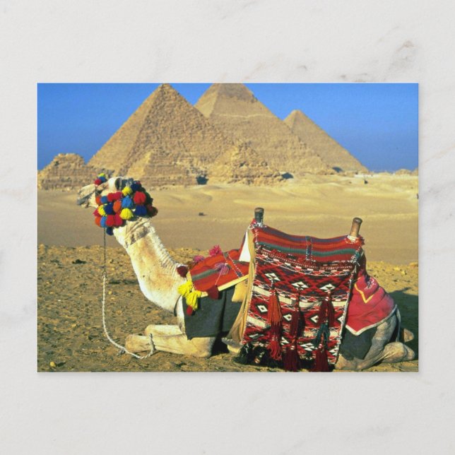 Carte Postale Camel et pyramides, Le Caire, Egypte (Devant)