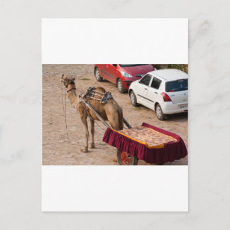Carte Postale Camel et voiture