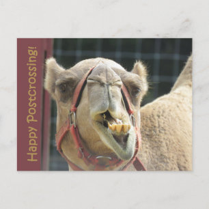 Carte postale Camel Funny