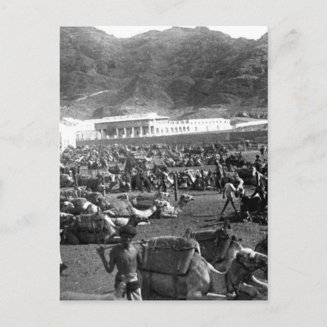 Carte Postale Camel Market, Aden, Yémen 1902 (Devant)