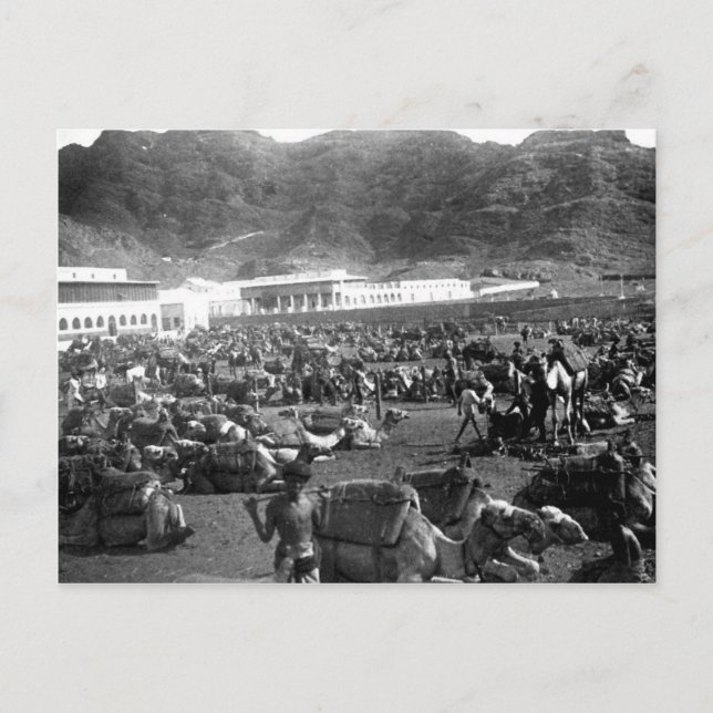 Carte Postale Camel Market, Aden, Yémen 1902 (Devant)