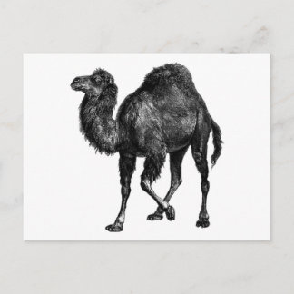 Carte Postale Camel vintage