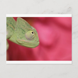 Carte Postale caméléon