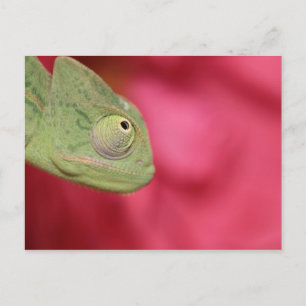Carte Postale caméléon
