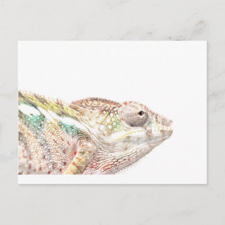 Carte Postale caméléon