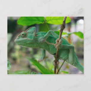 Carte Postale caméléon à voile vert
