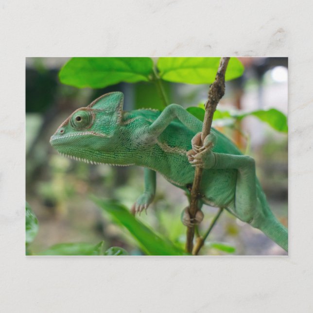 Carte Postale caméléon à voile vert (Devant)
