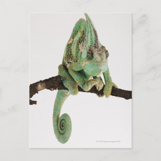 Carte Postale Caméléon aux couleurs vives avec caractéristique (Devant)