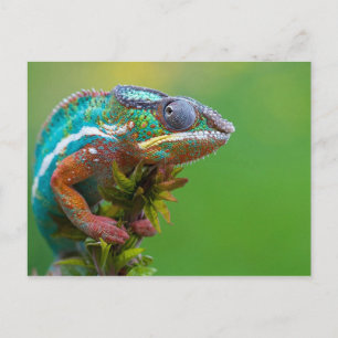 Carte Postale Caméléon Coloré