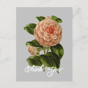 Carte Postale Camélia Albino Botti Rose Vintage Merci
