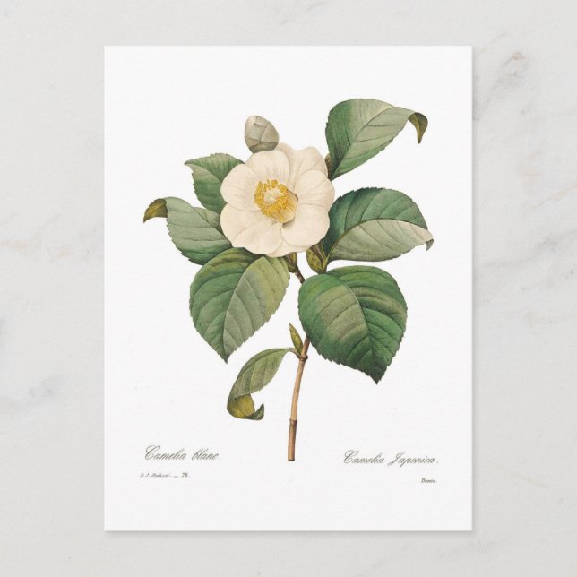 Carte Postale Camélia blanc simple (Devant)