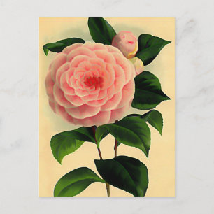 Carte Postale Camélia vintage