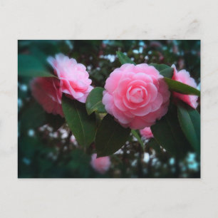 Carte Postale Camelias