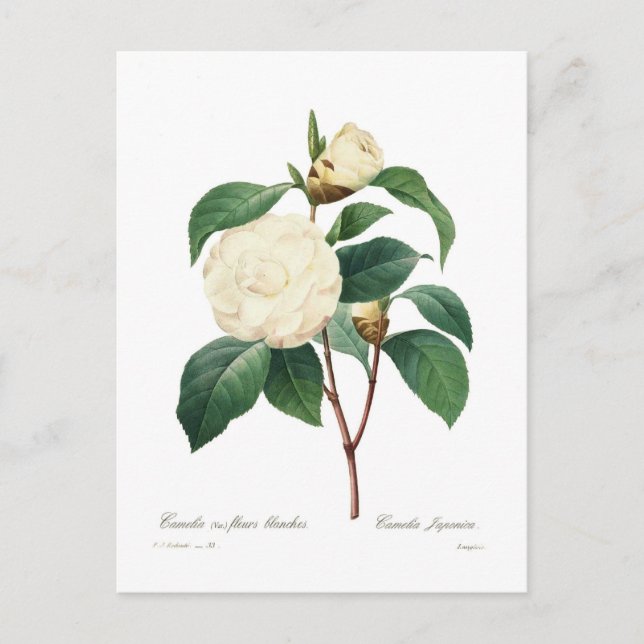 Carte Postale Camellia blanche (Devant)