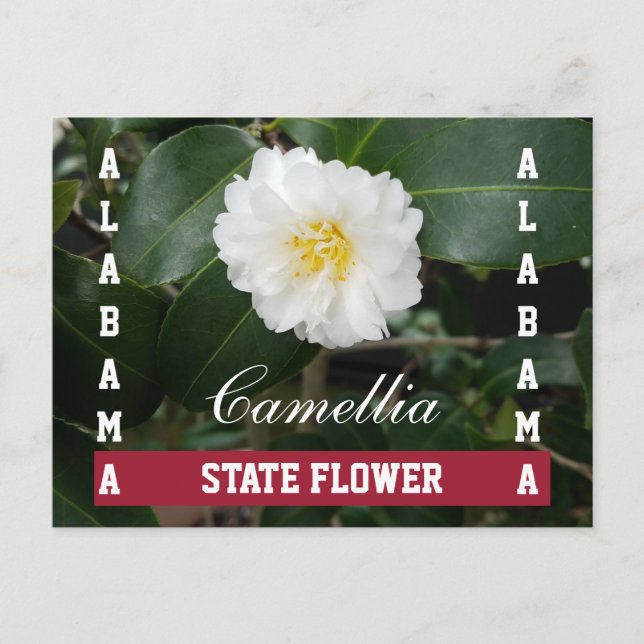 Carte postale Camellia Fleur de l'Alabama (Devant)