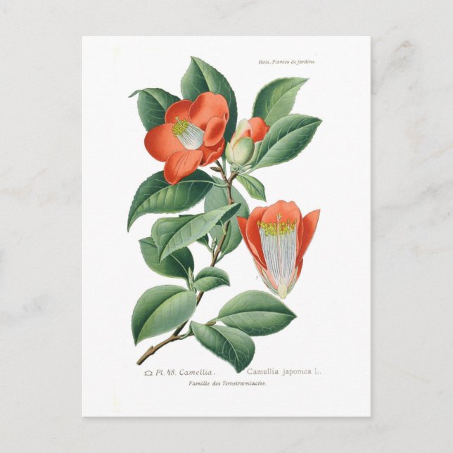 Carte Postale Camellia japonaise (Devant)