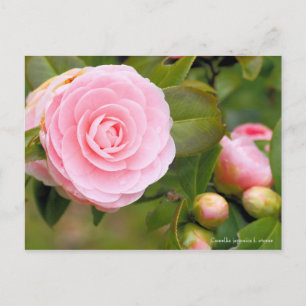 Carte Postale Camellia japonica f. otome [Carte postale]