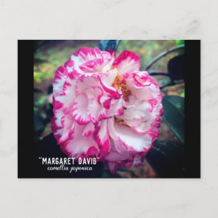Carte Postale Camellia Japonica Floral rose