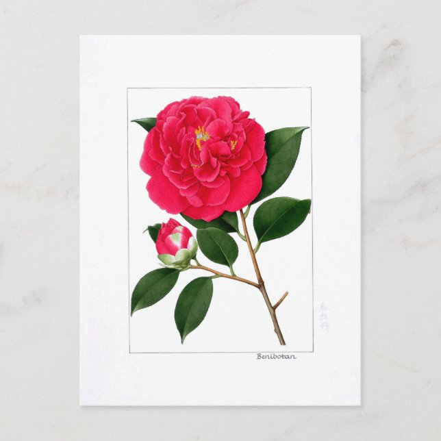 Carte Postale Camellia Plate: Benibotan (Devant)