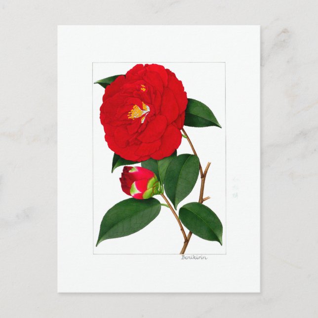 Carte Postale Camellia Plate: Benikirin (Devant)