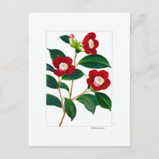 Carte Postale Camellia Plate: Bokuhan
